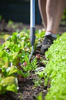 Weeding between lines of salad leaves in a vegetable patch with a hoe