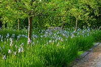 Orchard with apple trees underplanted with Iris sibirica 'Papillon'
 
