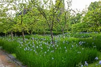 Orchard with apple trees underplanted with Iris sibirica 'Papillon'
