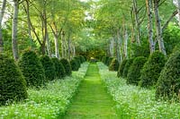 Grass path through cow parsley, white poplars - Populus 'Alba' and clipped topiary yews.
