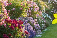 Flower border against a lawn packed with David Austin roses of different heights plus some herbaceous plants
, 