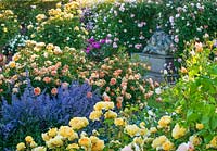 Rosa - David Austin roses in beds alongside blue-flowering perennial
and sculpture of lion
