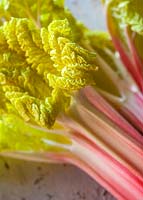 Close up of Rheum x hybridum 'Queen Victoria', rhubarb.
