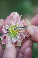 Person using tweezers to extract pollen from double 'Apricot', purple spotted hellebore. 