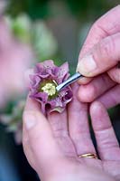 Person using tweezers to extract pollen from double purple spotted hellebore. 