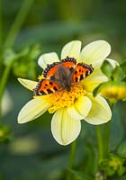 Aglais urticae, butterfly, on Dahlia 'Lucky Ducky' 