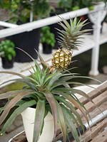 A pineapple cultivated in a a white pot.