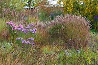 Aster novae-angliae and Miscanthus sinensis cultivars