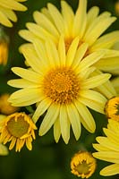 Chrysanthemum 'Early Yellow' - hardy chrysanthemum