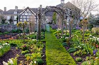 A view of a cutting garden with flowering spring bulbs and arch of trained whitebeams, Sorbus aria 'Lutescens' at Brilley Court Farm, Whitney-on-Wye, Herefordshire, UK

