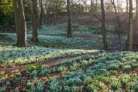 A view of naturalised Galanthus - snowdrops - at Painswick 'Rococo' garden. Gloucestershire. 