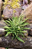 A UK native fern seeded into a wall. 