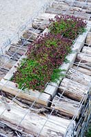 Log filled gabion wall with wooden planters and herbs,