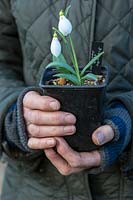 Person holding a pot of Galanthus plicatus 'Diggory'. 