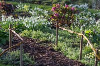 A willow structure marks the entrance to a bark pathway through the winter-flowering bed of snowdrops - Galanthus - and hellebores - Helleborus x hybridus. 