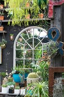Cactus and succulents with arched mirror and timber shelves.