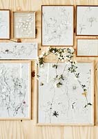 Pressed flowers and plants mounted in frames