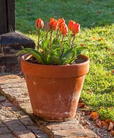 Tulipa 'Prinses Irene' in terracotta pot
