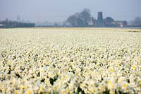 Field of Narcissus ice follies, Lincolnshire 