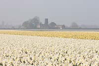 A view of a field of Narcissus 'Ice Follies', Lincolnshire, UK. 
