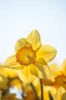 Narcissus 'Orange Crest'- Daffodil
