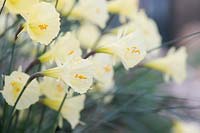 Narcissus bulbocodium x romieuxii - Hoop petticoat daffodil