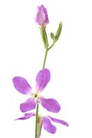 Matthiola longipetala subsp. bicornis - Night-scented stock 