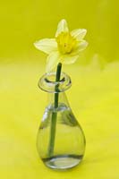 Narcissus 'Rijnvelds Early Sensation' in glass vase