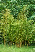 Phyllostachys aureosulcata f. aureocaulis - yellow-groove bamboo