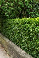 A Euonymus japonicus hedge.