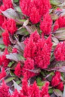Celosia argentea var. cristata - Plumosa Group - 'Smart Look Red'