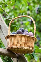 A basket of Prunus domestica Quetsche - damsons 