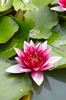 Nymphaea -waterlily 