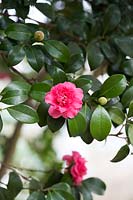 Camellia japonica 'Her Majesty Queen Elizabeth II', Oxfordshire