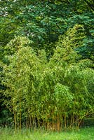 Phyllostachys aureosulcata f. aureocaulis - yellow-groove bamboo
