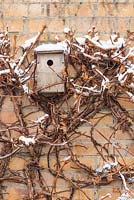 Bird box on wall with Hydrangea anomala subsp. petiolaris 