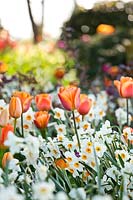 Tulipa 'Prinses Irene' and Narcissus 'Geranium'