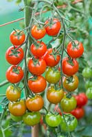 Solanum lycopersicum - Tomato 'Super Suncherry' F1