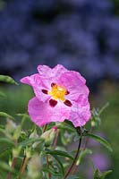 Cistus x purpureus - purple-flowered rock rose