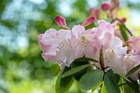 Rhododendron 'Loderi Sir Edmund'