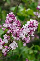 Syringa vulgaris 'Belle de Nancy' - Lilac 