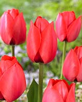 Tulipa 'Spryng'