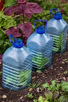 Plastic bottles are repurposed as cloches to protect crops. 