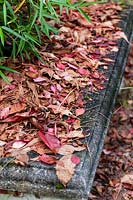  Leaf debris of Parthenocissus quinquifolia - Virginia Creeper