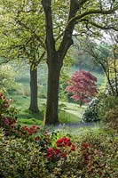 View of trees and flowering shrubs at High Beeches, Sussex, UK.