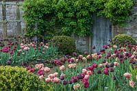 View of mixed tulip borders at Parham House and Gardens in Sussex, UK.