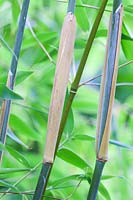 Fargesia murielae, clump-forming bamboo