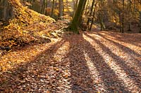 View of Fagus sylvatica - Common Beech - casting shadows over autumnal fallen leaves. 