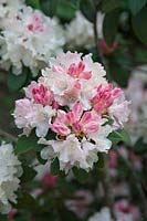 Rhododendron 'Dreamland' 