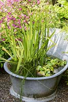 Ancient zinc bathtub planted with Eichhornia crassipes, Equisetum and Iris pseudacorus. 